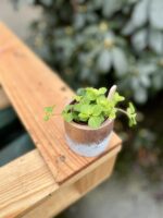 Zdjęcie rosliny doniczkowej Peperomia rotundifolia, ujęcie 1
