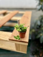 Zdjęcie rosliny doniczkowej Peperomia rotundifolia, ujęcie 2