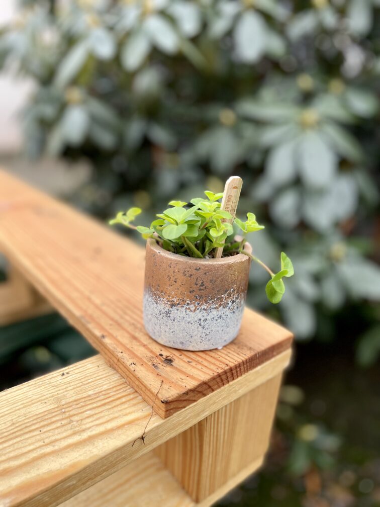 Zdjęcie rosliny doniczkowej Peperomia rotundifolia, ujęcie 3