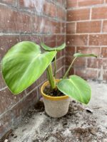 Zdjęcie rosliny doniczkowej Philodendron rugosum "Pig Skin", ujęcie 1