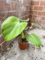 Zdjęcie rosliny doniczkowej Philodendron rugosum "Pig Skin", ujęcie 2