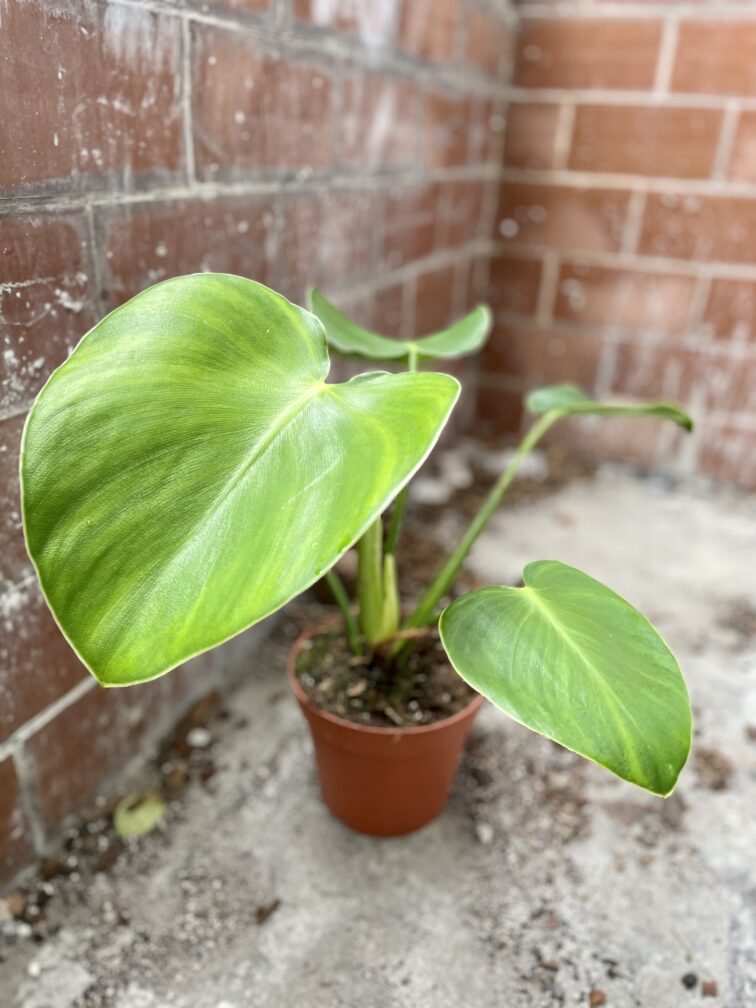 Zdjęcie rosliny doniczkowej Philodendron rugosum "Pig Skin", ujęcie 2