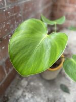 Zdjęcie rosliny doniczkowej Philodendron rugosum "Pig Skin", ujęcie 3