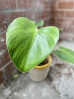 Zdjęcie rosliny doniczkowej Philodendron rugosum "Pig Skin", ujęcie 4