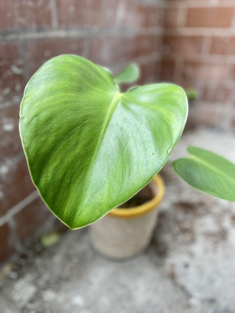 Zdjęcie rosliny doniczkowej Philodendron rugosum "Pig Skin", ujęcie 4