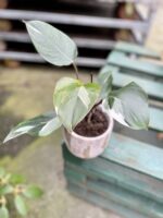 Zdjęcie rosliny doniczkowej Philodendron White Knight, ujęcie 1