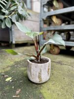 Zdjęcie rosliny doniczkowej Philodendron White Knight, ujęcie 2