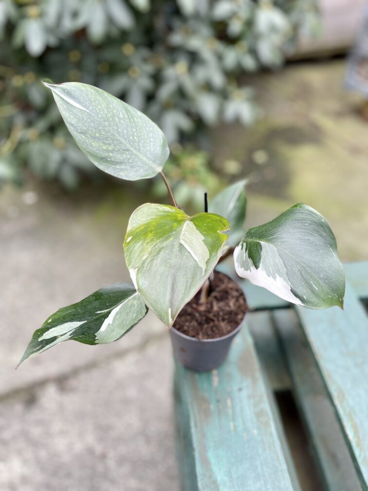 Zdjęcie rosliny doniczkowej Philodendron White Knight, ujęcie 3