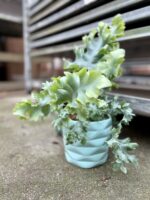 Zdjęcie rosliny doniczkowej Phlebodium aureum Davana, ujęcie 1