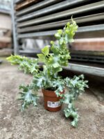 Zdjęcie rosliny doniczkowej Phlebodium aureum Davana, ujęcie 2