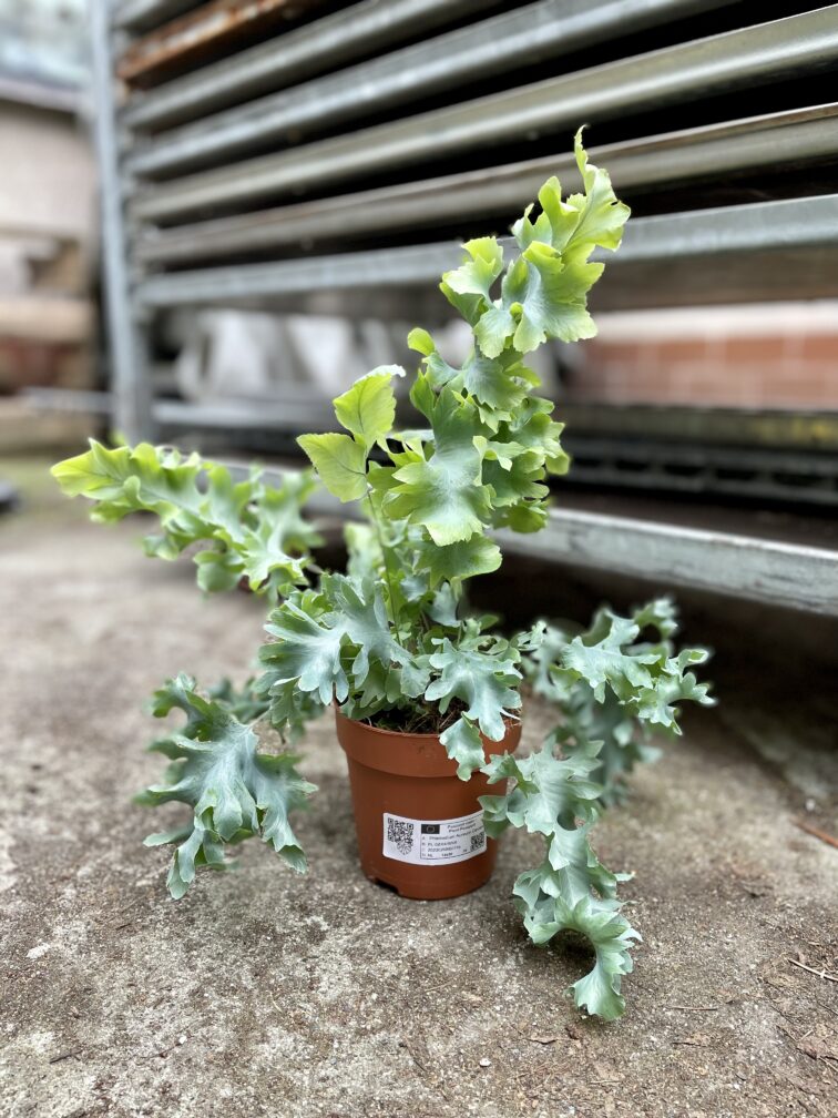 Zdjęcie rosliny doniczkowej Phlebodium aureum Davana, ujęcie 2