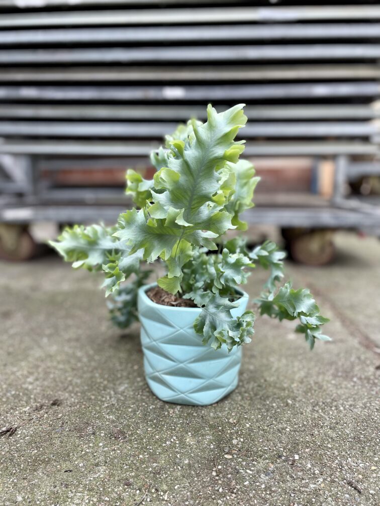 Zdjęcie rosliny doniczkowej Phlebodium aureum Davana, ujęcie 3