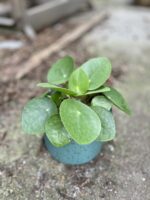 Zdjęcie rosliny doniczkowej Pilea Peperomioides, ujęcie 1