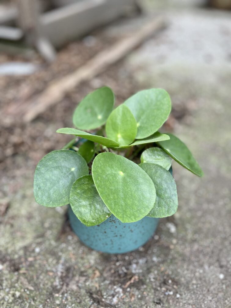 pilea-peperomioides_12x20-1_1679133745.jpg Zdjęcie rosliny doniczkowej Pilea Peperomioides, ujęcie 1