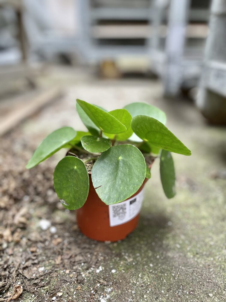 Zdjęcie rosliny doniczkowej Pilea Peperomioides, ujęcie 2