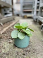 Zdjęcie rosliny doniczkowej Pilea Peperomioides, ujęcie 3