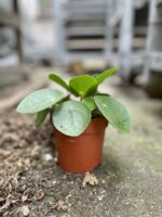 Zdjęcie rosliny doniczkowej Pilea Peperomioides, ujęcie 4