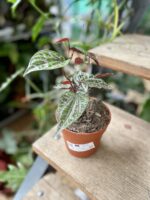Zdjęcie rosliny doniczkowej Piper crocatum, ujęcie 3