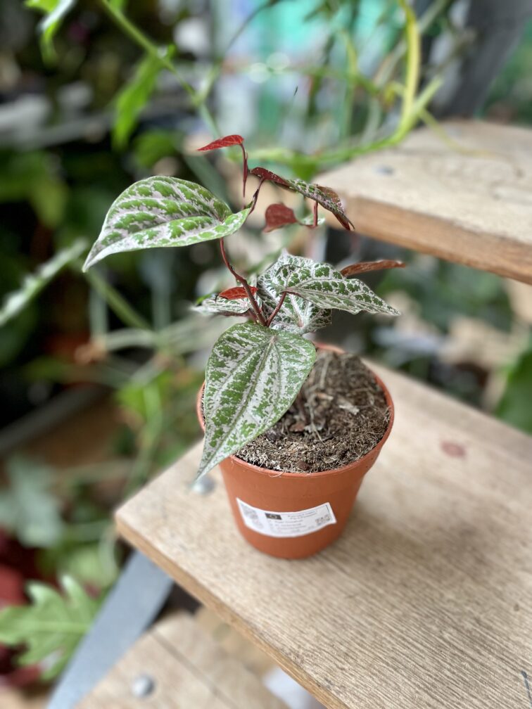 Zdjęcie rosliny doniczkowej Piper crocatum, ujęcie 3