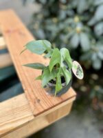 Zdjęcie rosliny doniczkowej Rhaphidophora tetrasperma (Monstera Minima), ujęcie 1