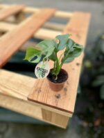 Zdjęcie rosliny doniczkowej Rhaphidophora tetrasperma (Monstera Minima), ujęcie 3