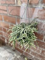 Zdjęcie rosliny doniczkowej Rhipsalis baccifera Horrida (Patyczak), ujęcie 1