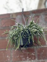 Zdjęcie rosliny doniczkowej Rhipsalis baccifera Horrida (Patyczak), ujęcie 2
