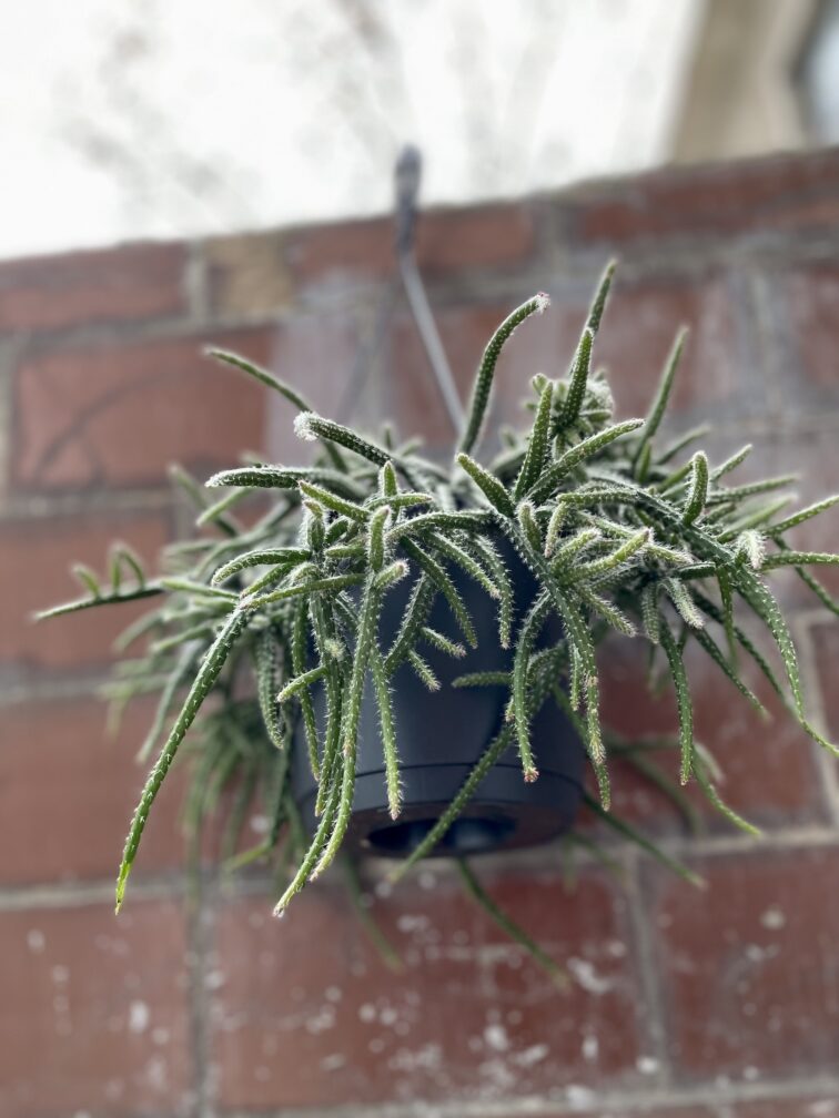 Zdjęcie rosliny doniczkowej Rhipsalis baccifera Horrida (Patyczak), ujęcie 2
