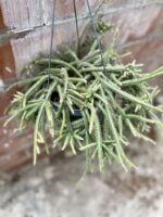 Zdjęcie rosliny doniczkowej Rhipsalis baccifera Horrida (Patyczak), ujęcie 3