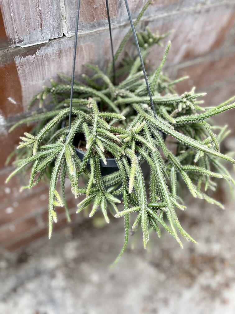 Zdjęcie rosliny doniczkowej Rhipsalis baccifera Horrida (Patyczak), ujęcie 3
