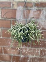 Zdjęcie rosliny doniczkowej Rhipsalis baccifera Horrida (Patyczak), ujęcie 4