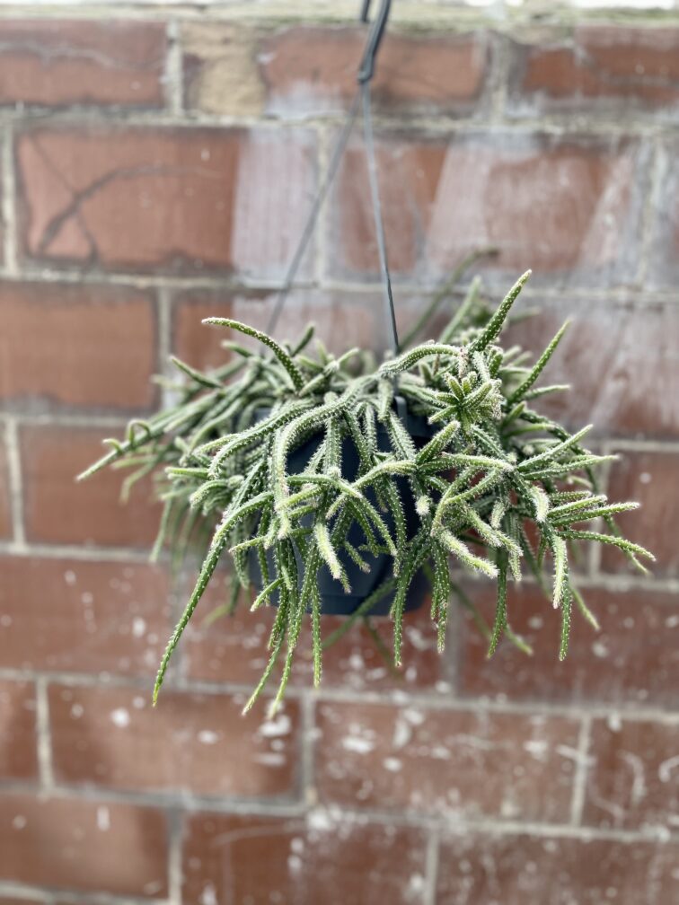 Zdjęcie rosliny doniczkowej Rhipsalis baccifera Horrida (Patyczak), ujęcie 4