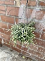 Zdjęcie rosliny doniczkowej Rhipsalis baccifera Horrida (Patyczak), ujęcie 5