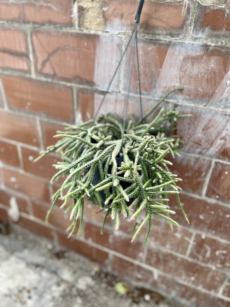 Zdjęcie rosliny doniczkowej Rhipsalis baccifera Horrida (Patyczak), ujęcie 5