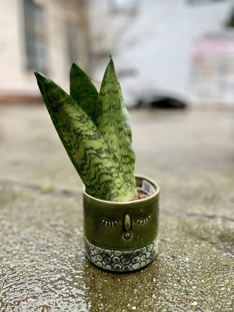 sansevieria-zeylanica-fan_9x25-1_1678536214.jpg Zdjęcie rosliny doniczkowej Sansevieria Zeylanica Fan, ujęcie 1