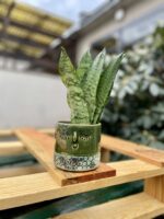 Zdjęcie rosliny doniczkowej Sansevieria Zeylanica Fan, ujęcie 2