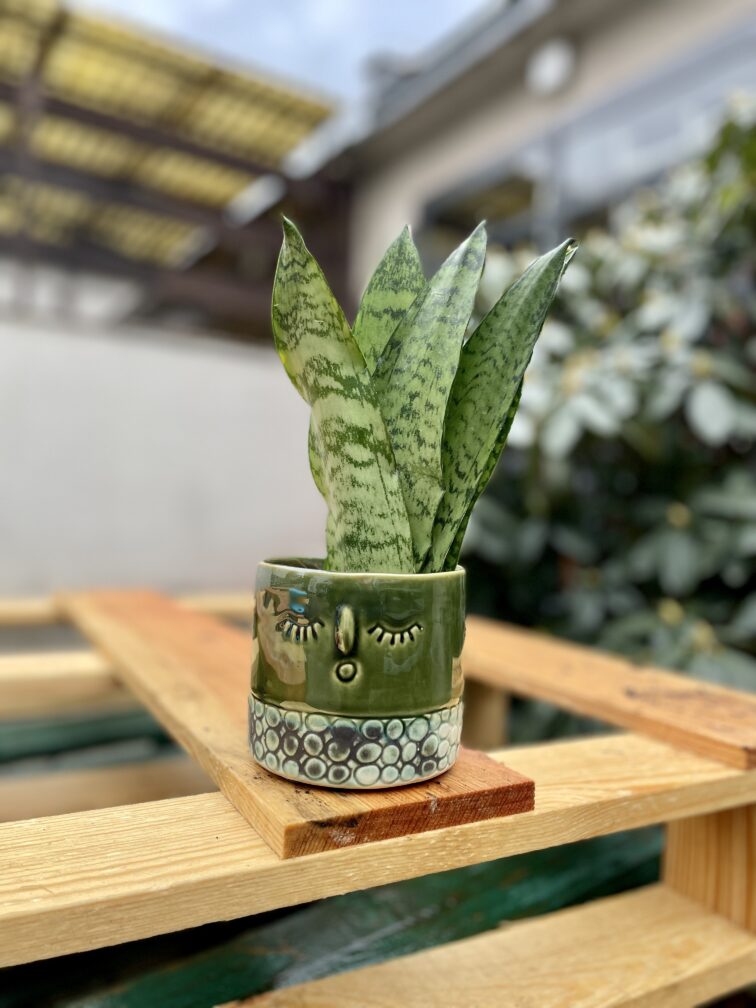 Zdjęcie rosliny doniczkowej Sansevieria Zeylanica Fan, ujęcie 2