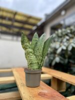 Zdjęcie rosliny doniczkowej Sansevieria Zeylanica Fan, ujęcie 3