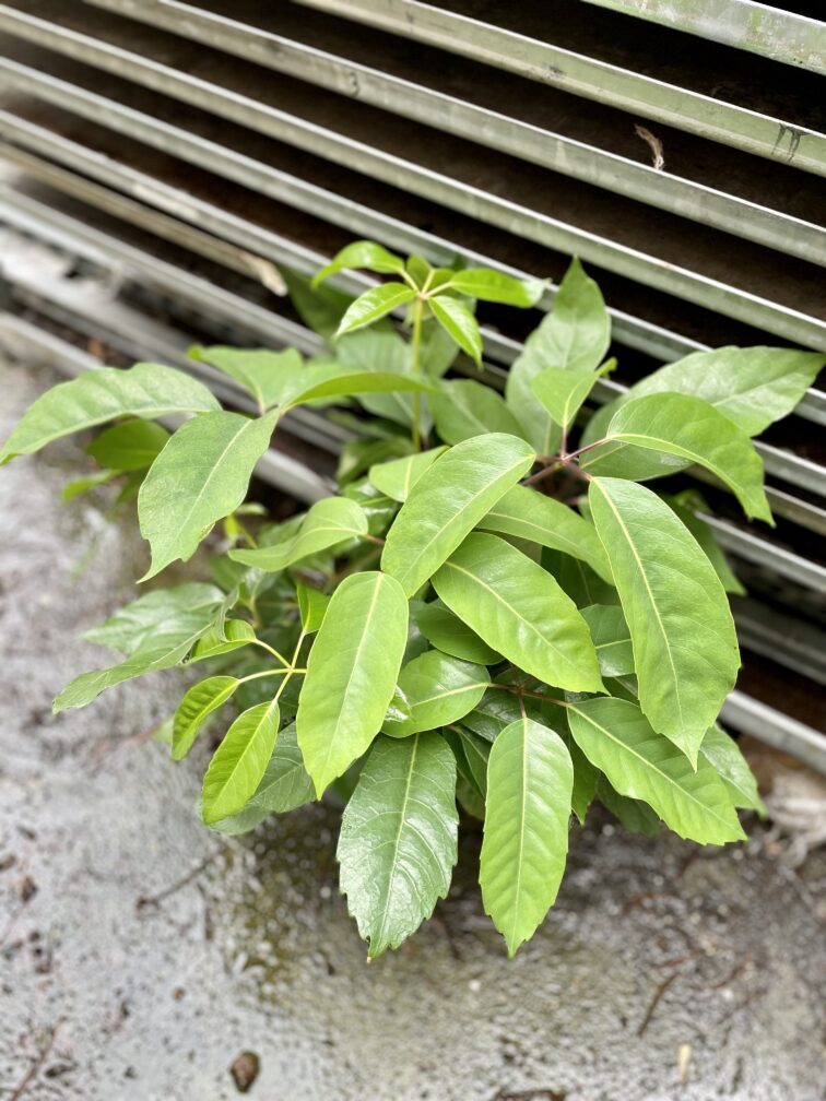 Zdjęcie rosliny doniczkowej Schefflera Amate, ujęcie 2