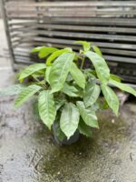 Zdjęcie rosliny doniczkowej Schefflera Amate, ujęcie 3