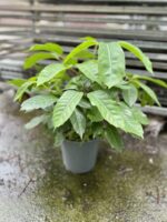 Zdjęcie rosliny doniczkowej Schefflera Amate, ujęcie 4