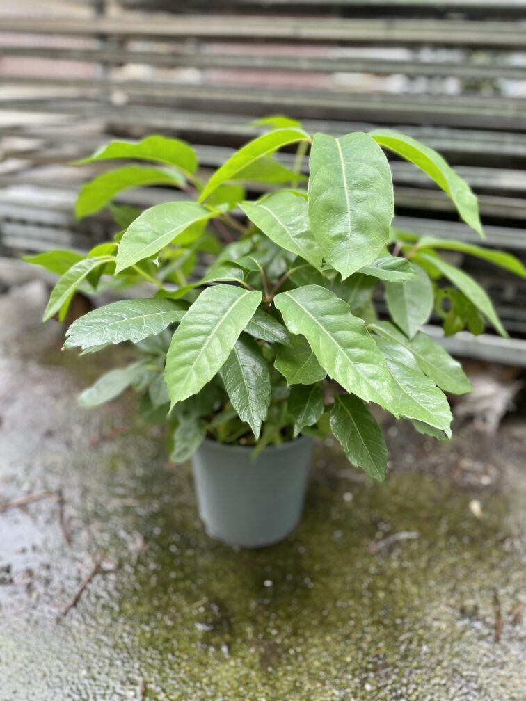 Zdjęcie rosliny doniczkowej Schefflera Amate, ujęcie 4