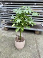Zdjęcie rosliny doniczkowej Schefflera arboricola Nora (Szeflera drzewkowata), ujęcie 1