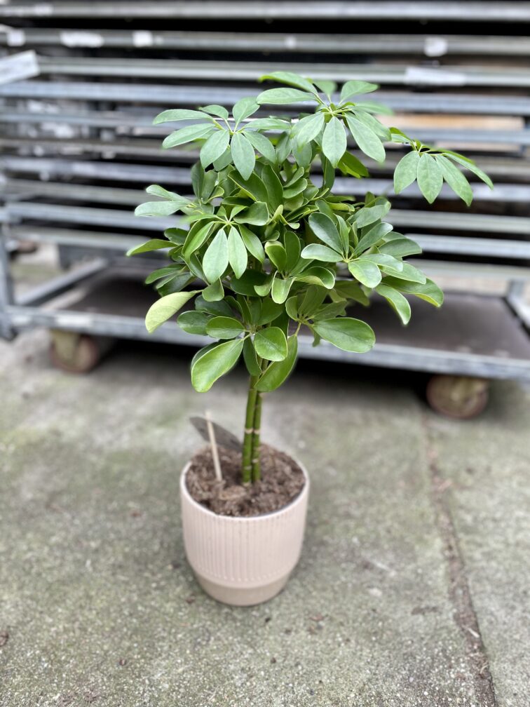 Zdjęcie rosliny doniczkowej Schefflera arboricola Nora (Szeflera drzewkowata), ujęcie 1