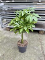 Zdjęcie rosliny doniczkowej Schefflera arboricola Nora (Szeflera drzewkowata), ujęcie 2