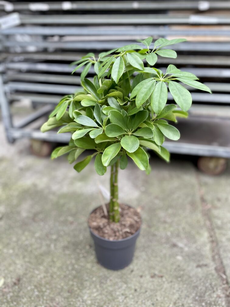 Zdjęcie rosliny doniczkowej Schefflera arboricola Nora (Szeflera drzewkowata), ujęcie 2