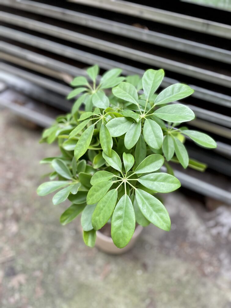 Zdjęcie rosliny doniczkowej Schefflera arboricola Nora (Szeflera drzewkowata), ujęcie 3