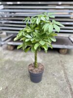 Zdjęcie rosliny doniczkowej Schefflera arboricola Nora (Szeflera drzewkowata), ujęcie 4