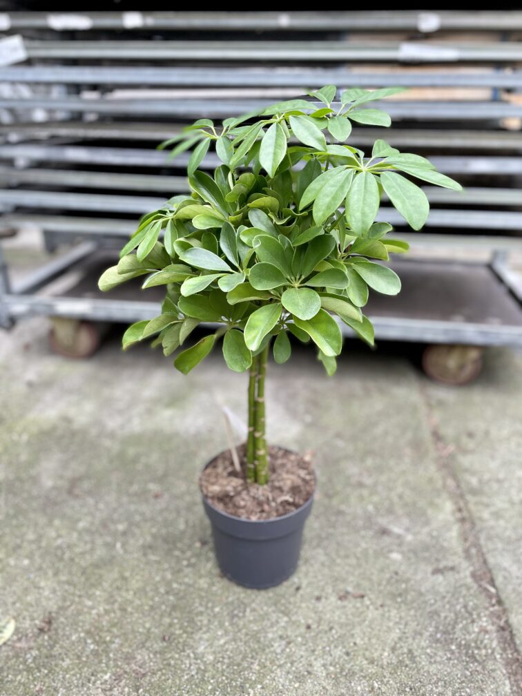 Zdjęcie rosliny doniczkowej Schefflera arboricola Nora (Szeflera drzewkowata), ujęcie 4