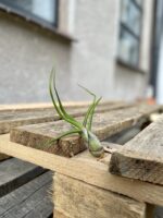 Zdjęcie rosliny doniczkowej Tillandsia bulbosa, ujęcie 1